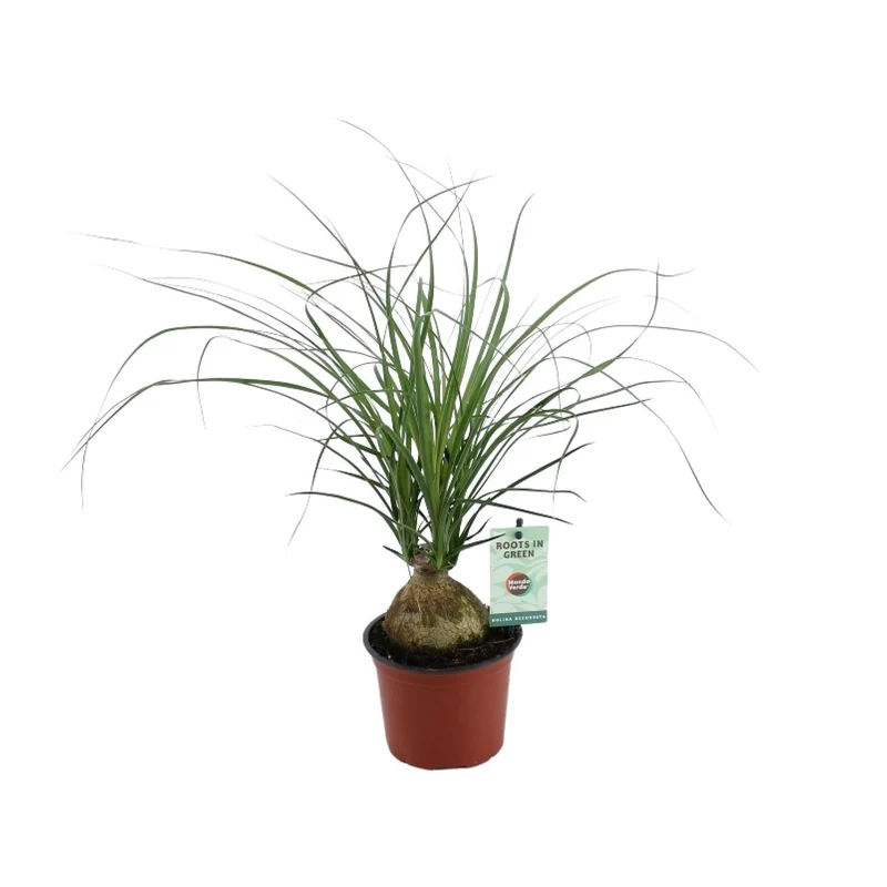 Beaucarnea Recurvata – Elefantenfuß - 12 cm Topf, 45 cm hoch