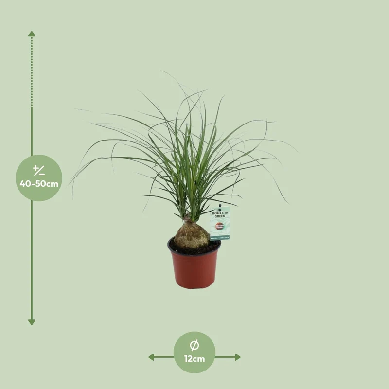 Beaucarnea Recurvata – Elefantenfuß - 12 cm Topf, 45 cm hoch