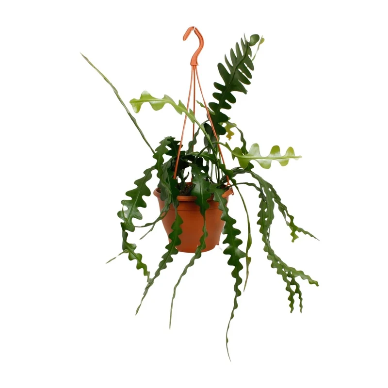 Epiphyllum Anguliger – Zickzackkaktus - 14- 17 cm Topf, 35cm hoch