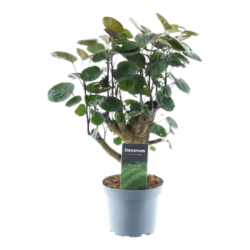 Polyscias Fabian – Aralienbaum - 45-130 cm