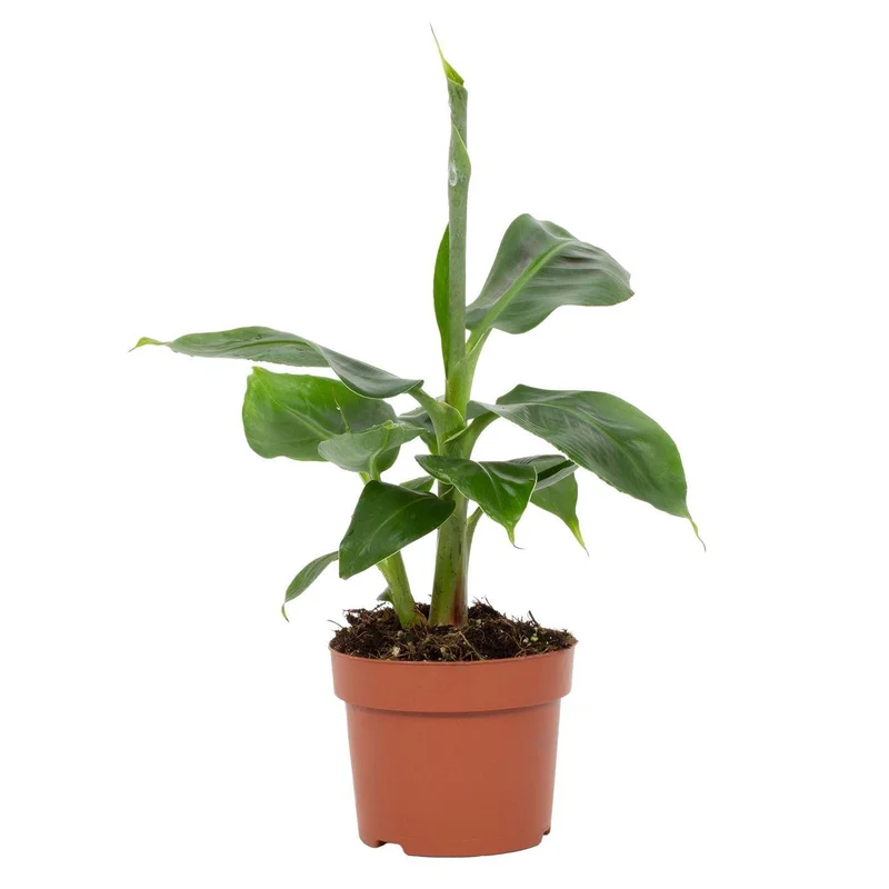 Musa Tropicana – Zwergbanane - 12 cm Topf, 27 cm hoch