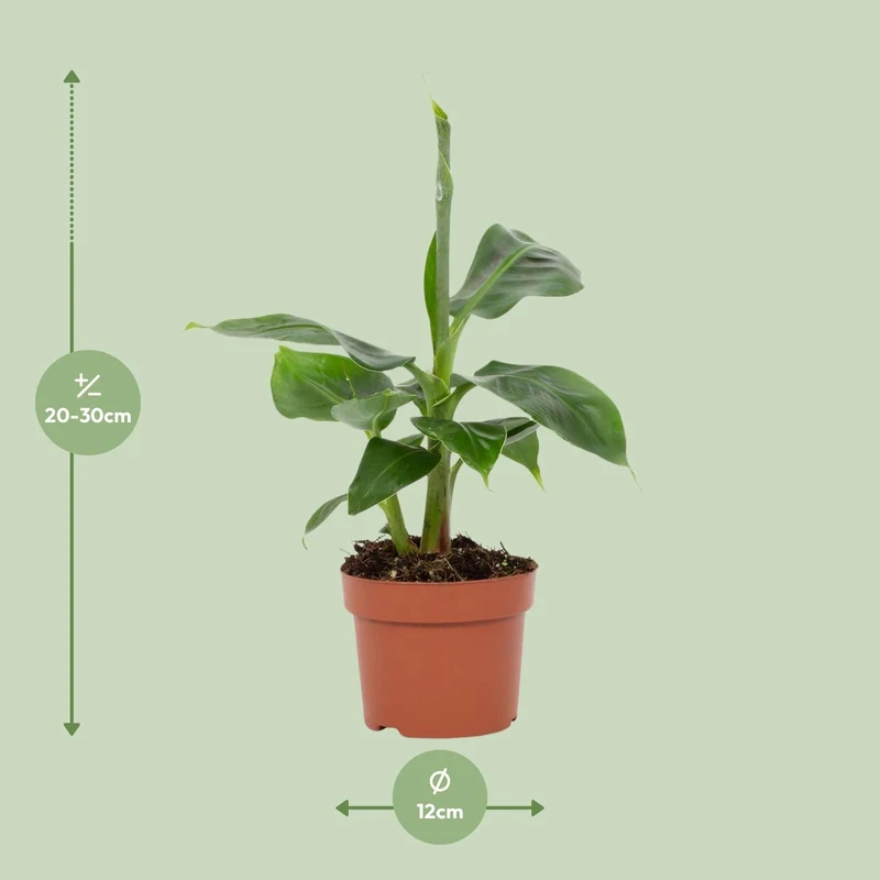 Musa Tropicana – Zwergbanane - 12 cm Topf, 27 cm hoch