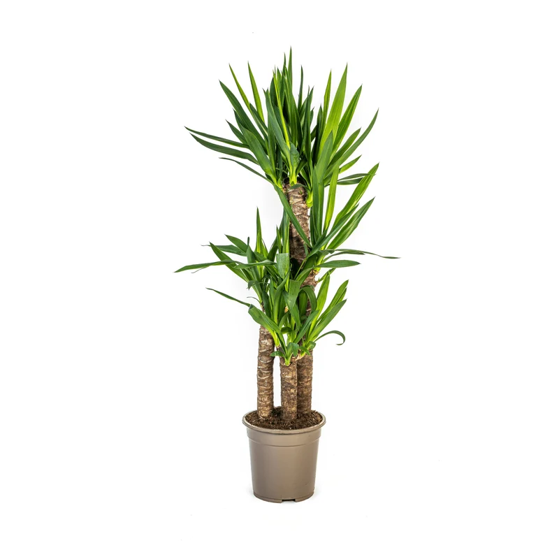 Yucca Elephantipes – Palmlilie - 30-125 cm