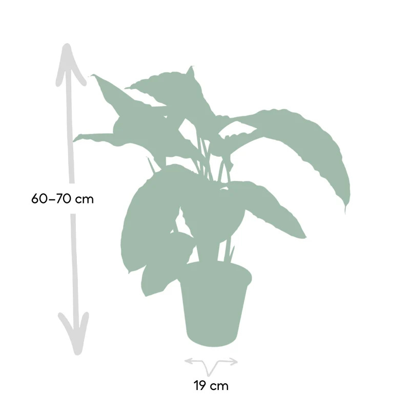 Calathea Warscewiczii – Samt-Korbmarante - 50-70 cm