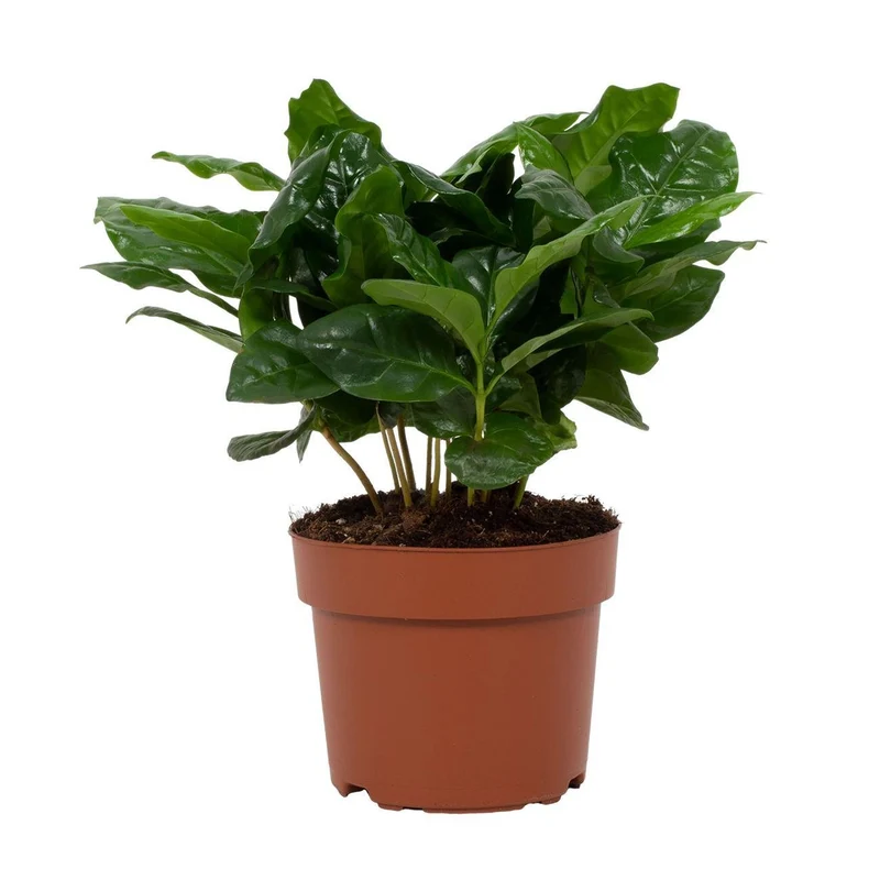 Kaffeepflanze (Coffea arabica) – 22–30 cm