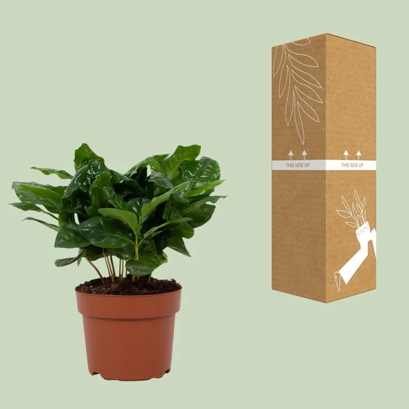 Kaffeepflanze (Coffea arabica) – 22–30 cm