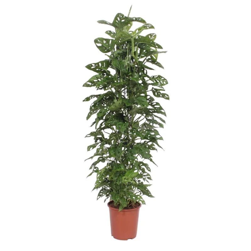 Monstera Monkey Leaf – Fensterblatt - 30-180 cm