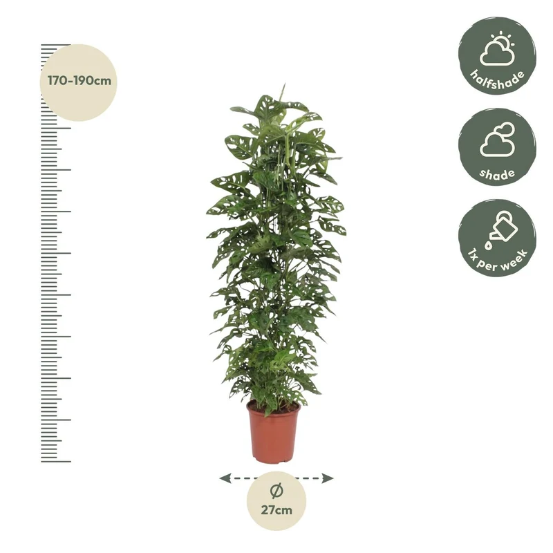 Monstera Monkey Leaf – Fensterblatt - 30-180 cm