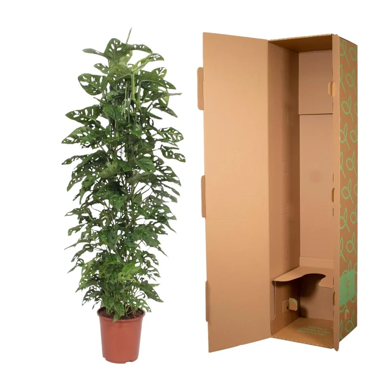 Monstera Monkey Leaf – Fensterblatt - 30-180 cm
