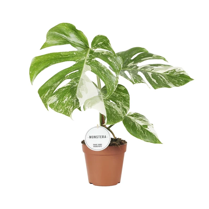 Monstera Deliciosa Variegata – Buntblättriges Fensterblatt - 15 cm Topf, 45 cm hoch