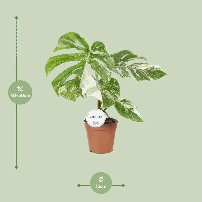 Monstera Deliciosa Variegata – Buntblättriges Fensterblatt - 15 cm Topf, 45 cm hoch