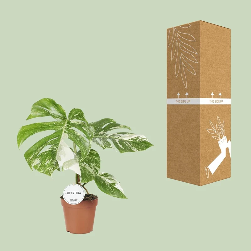Monstera Deliciosa Variegata – Buntblättriges Fensterblatt - 15 cm Topf, 45 cm hoch