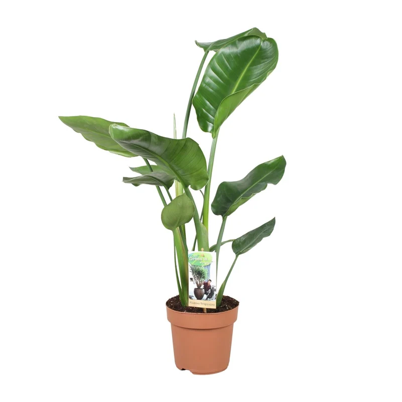Strelitzia Nicolai – Weiße Paradiesvogelblume - 60-170 cm