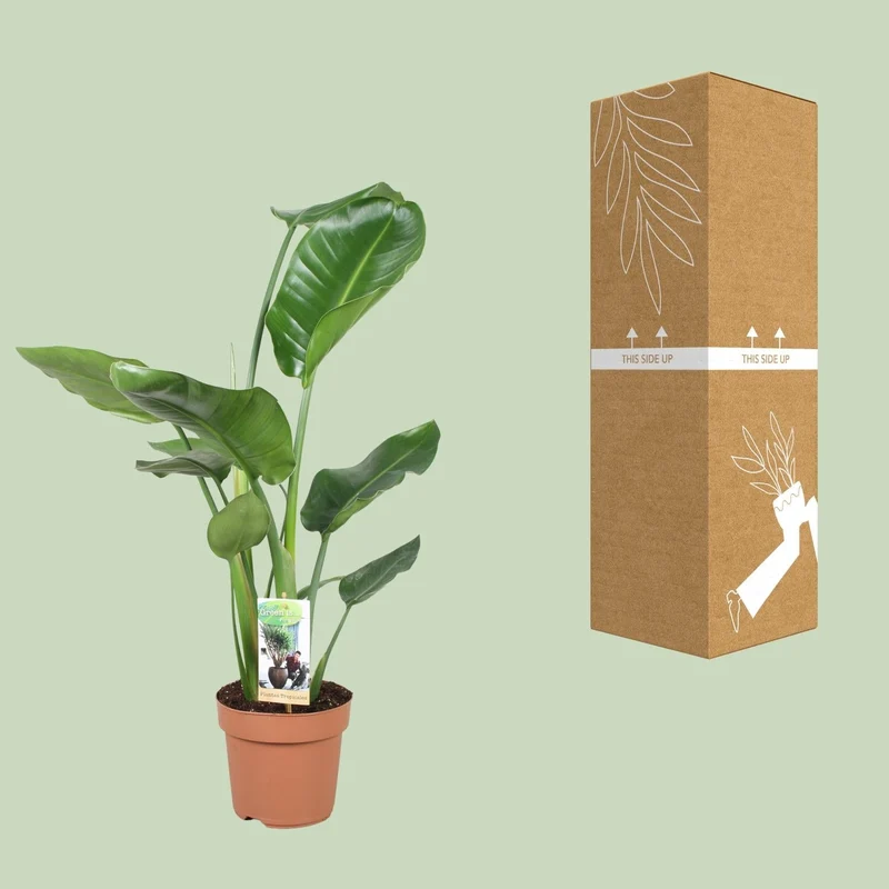 Strelitzia Nicolai – Weiße Paradiesvogelblume - 60-170 cm
