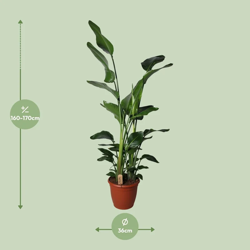 Strelitzia Nicolai – Weiße Paradiesvogelblume - 60-170 cm