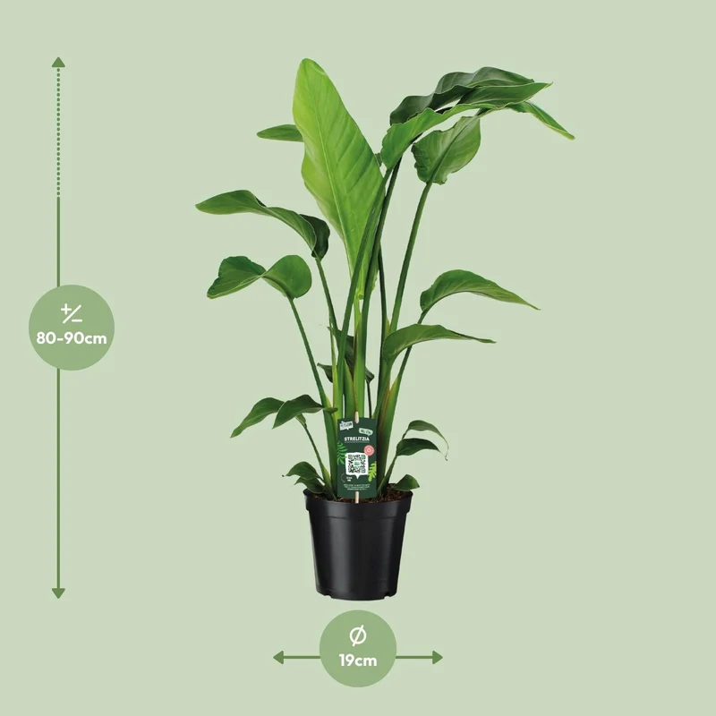 Strelitzia Nicolai – Weiße Paradiesvogelblume - 60-170 cm