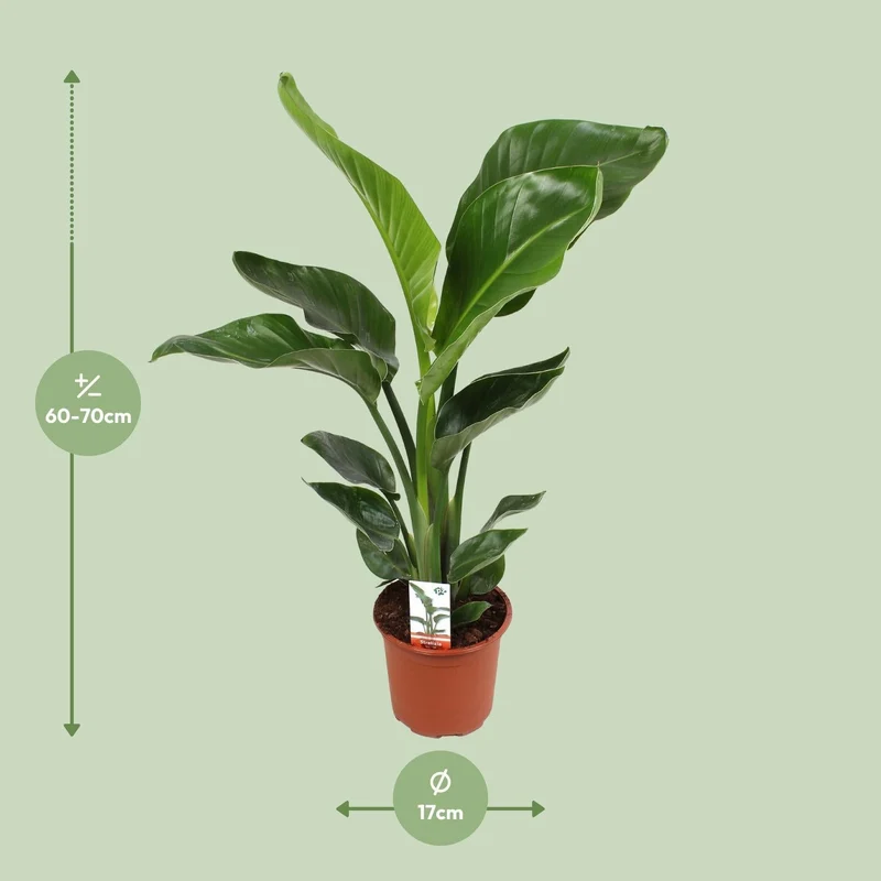 Strelitzia Nicolai – Weiße Paradiesvogelblume - 60-170 cm