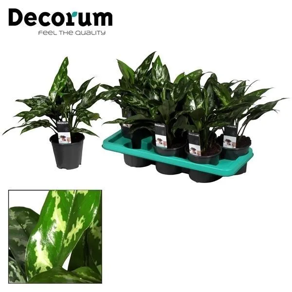 Aglaonema – Kolbenfaden - verschieden Farben - 35-80 cm