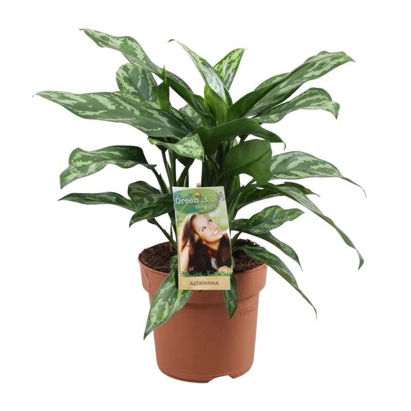 Aglaonema – Kolbenfaden - verschieden Farben - 35-80 cm