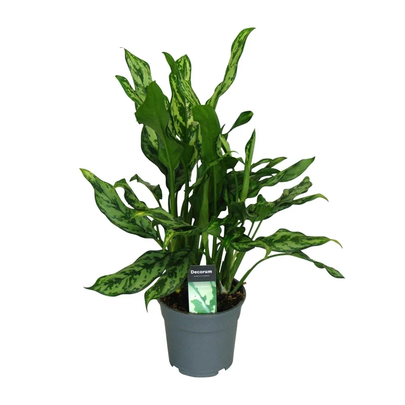 Aglaonema – Kolbenfaden - verschieden Farben - 35-80 cm