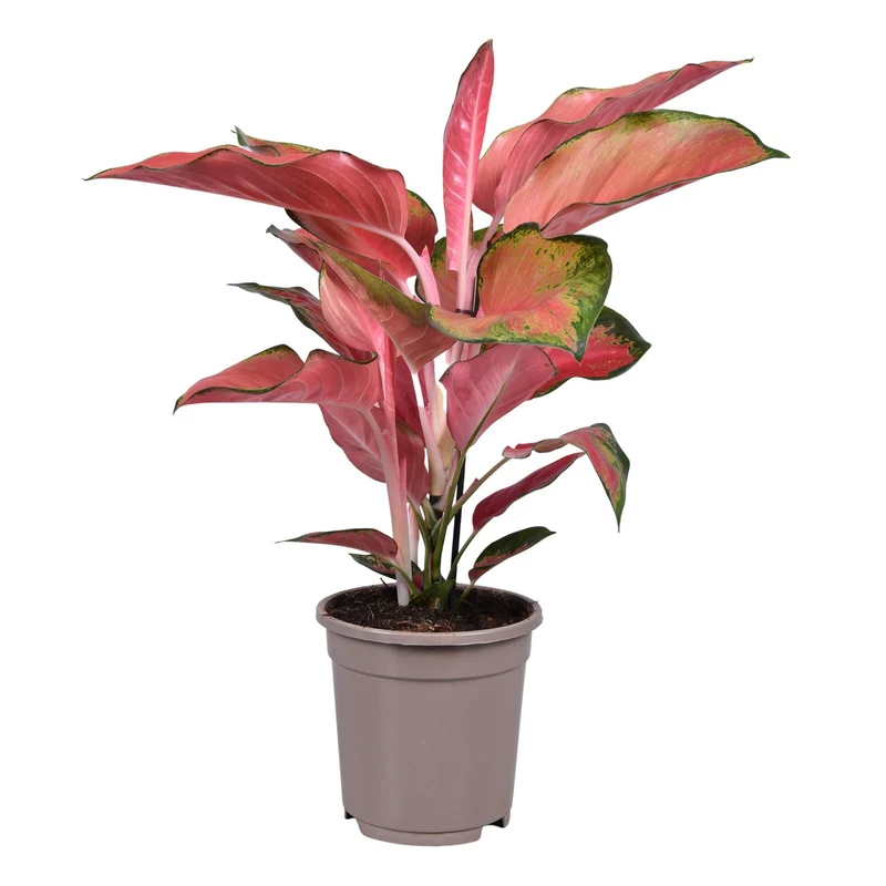 Aglaonema – Kolbenfaden - verschieden Farben - 35-80 cm