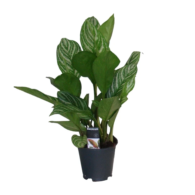 Aglaonema – Kolbenfaden - verschieden Farben - 35-80 cm