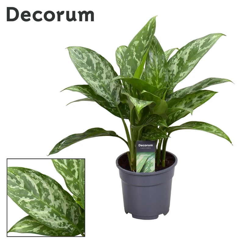 Aglaonema – Kolbenfaden - verschieden Farben - 35-80 cm
