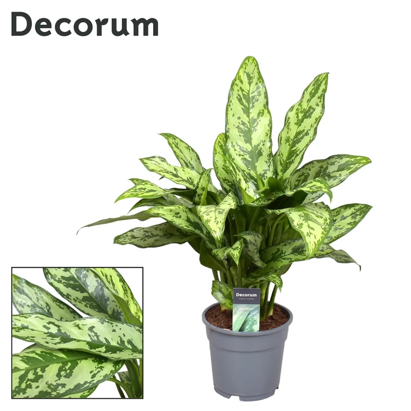 Aglaonema – Kolbenfaden - verschieden Farben - 35-80 cm