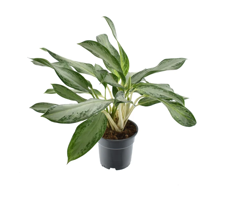 Aglaonema – Kolbenfaden - verschieden Farben - 35-80 cm