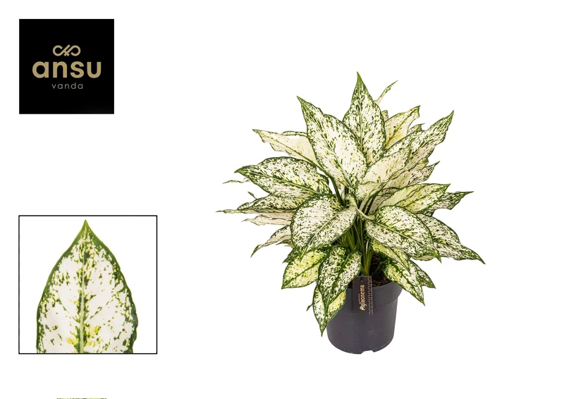 Aglaonema – Kolbenfaden - verschieden Farben - 35-80 cm