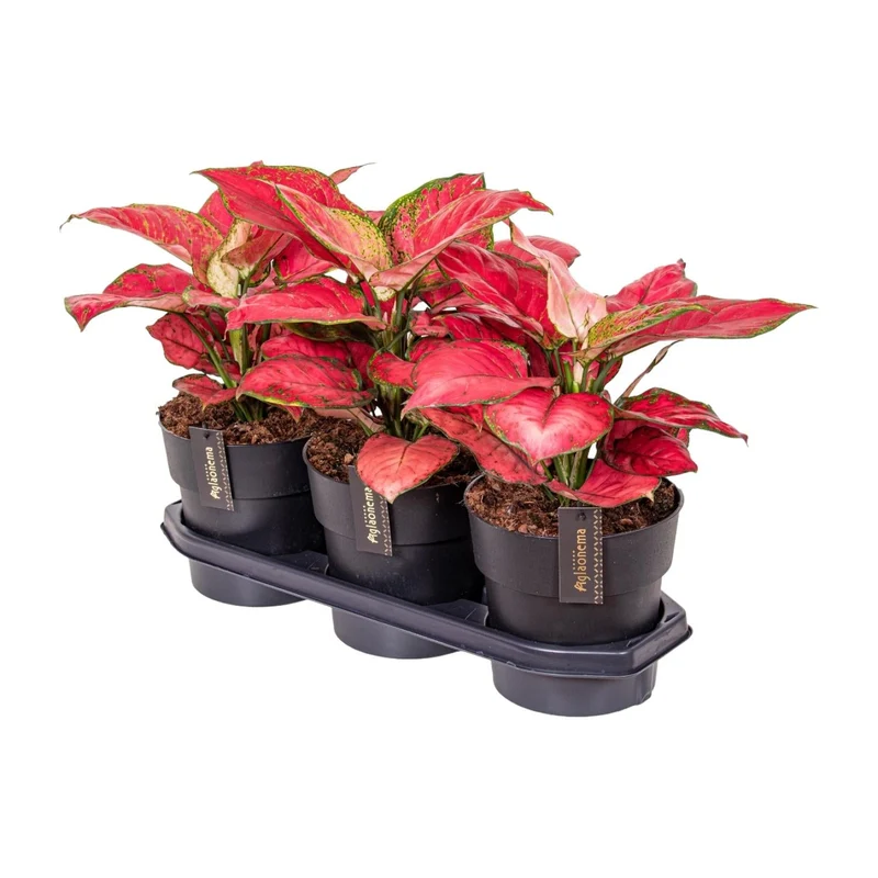 Aglaonema – Kolbenfaden - verschieden Farben - 35-80 cm