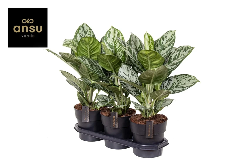 Aglaonema – Kolbenfaden - verschieden Farben - 35-80 cm