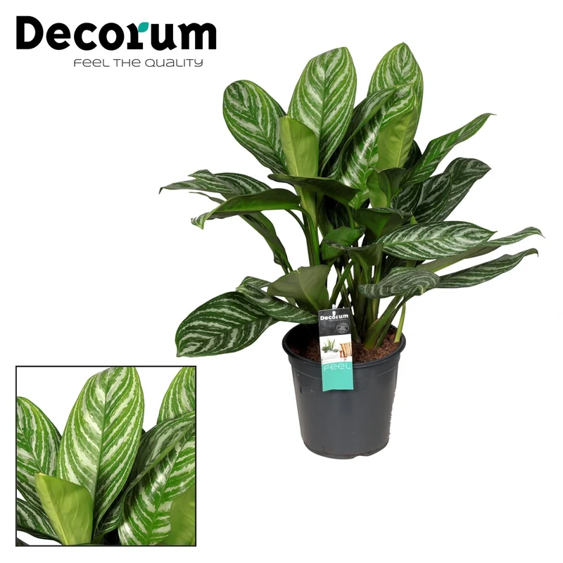 Aglaonema – Kolbenfaden - verschieden Farben - 35-80 cm