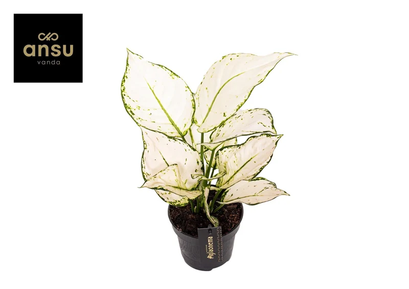 Aglaonema – Kolbenfaden - verschieden Farben - 35-80 cm