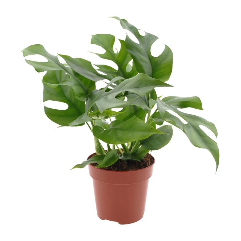 Monstera Minima – Zwerg-Fensterblatt - 25-80 cm