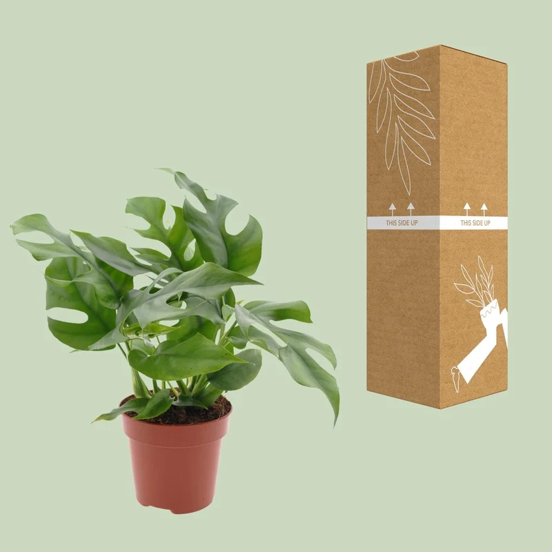 Monstera Minima – Zwerg-Fensterblatt - 25-80 cm