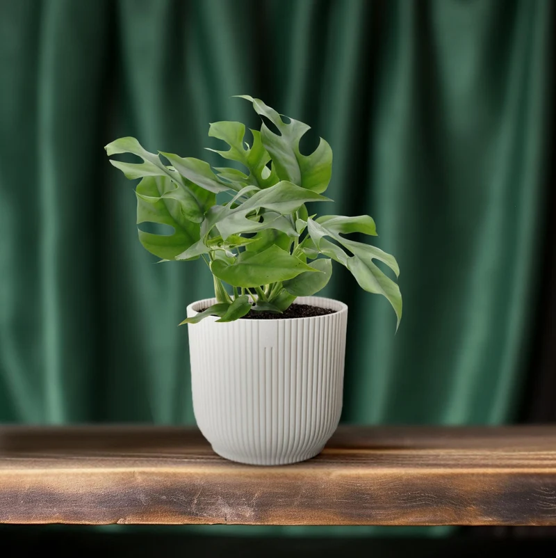Monstera Minima – Zwerg-Fensterblatt - 25-80 cm