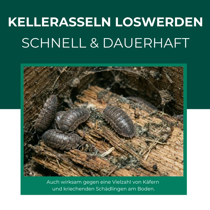 Kellerasselnfalle mit Spezial-Lockstoff