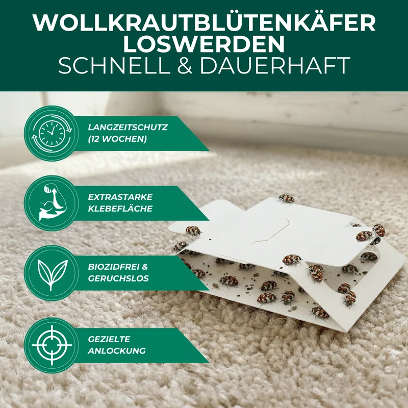 Wollkrautblütenkäferfalle mit Spezial-Lockstoff