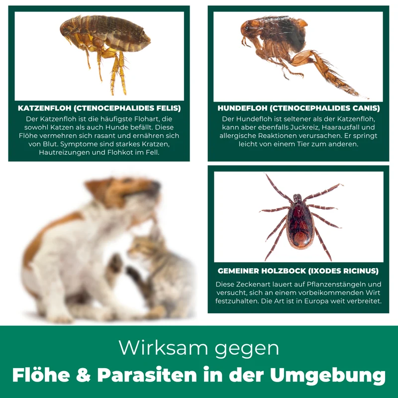 Flohspray Textil & Umgebung inkl. E-Book