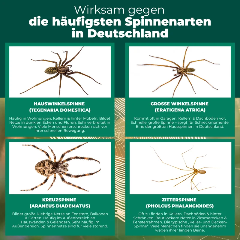 Spinnenfalle mit Spezial-Lockstoff