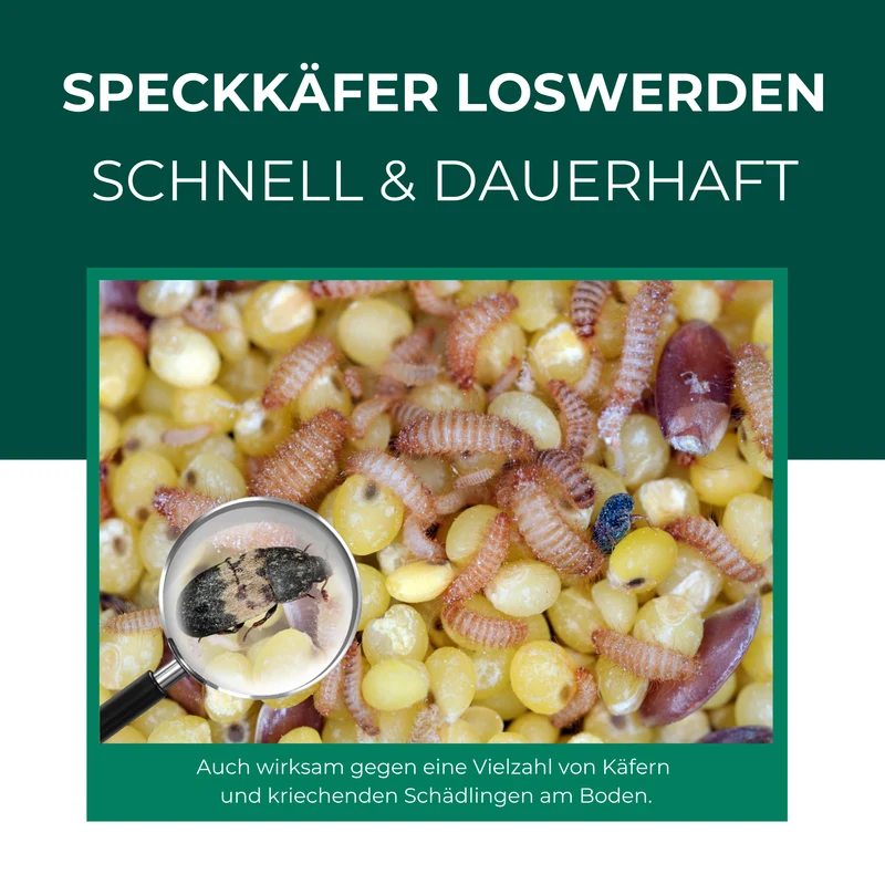 Speckkäferfalle mit Spezial-Lockstoff