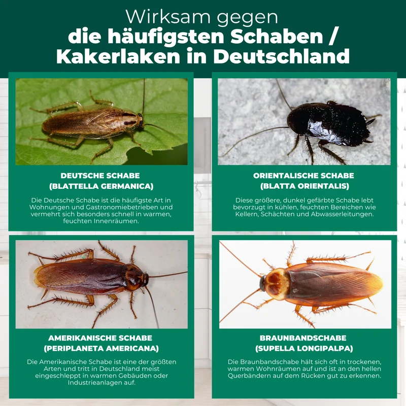 Kakerlaken/Schaben Falle mit Spezial-Lockstoff