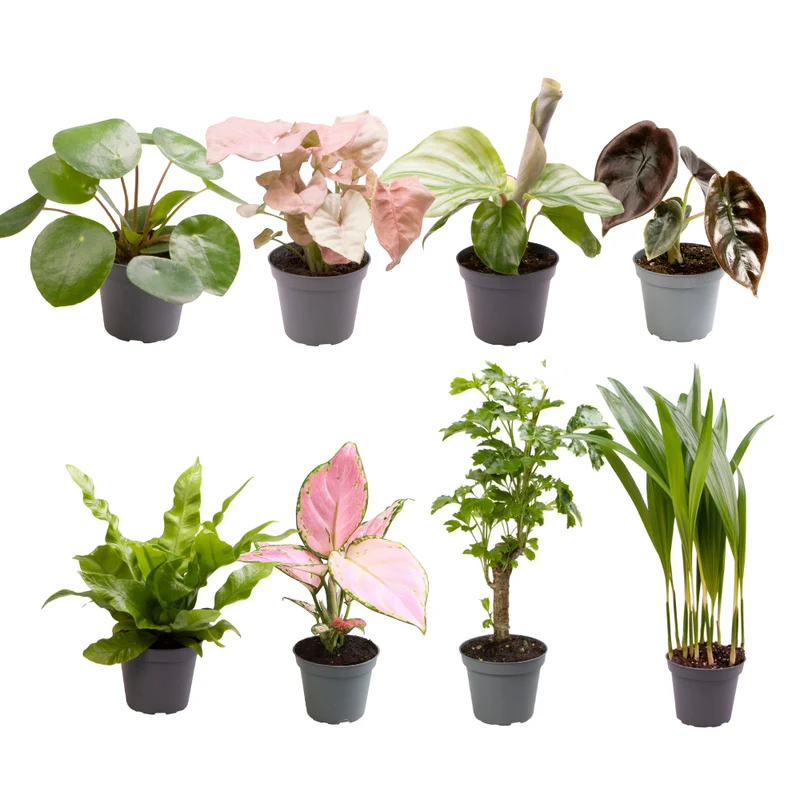Babypflanzen-Überraschungsbox – Mix aus Jungpflanzen - 4-8 Pflanzen pro Set