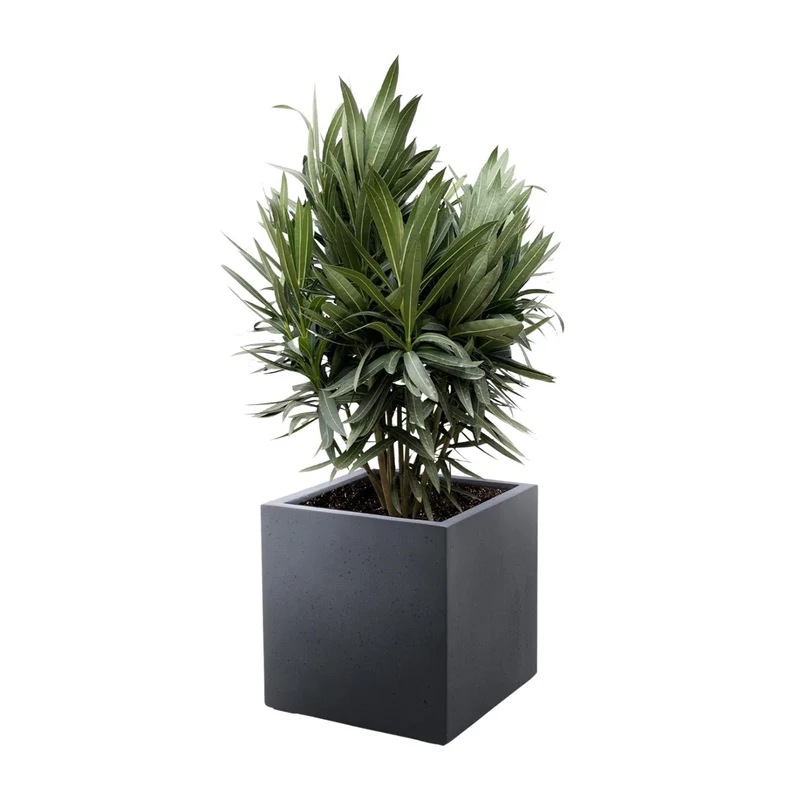 Oleander (Nerium oleander) - Ø19 - 70cm