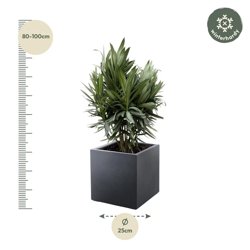 Oleander (Nerium oleander) - Ø19 - 70cm