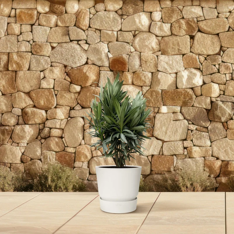 Oleander (Nerium oleander) - Ø19 - 70cm