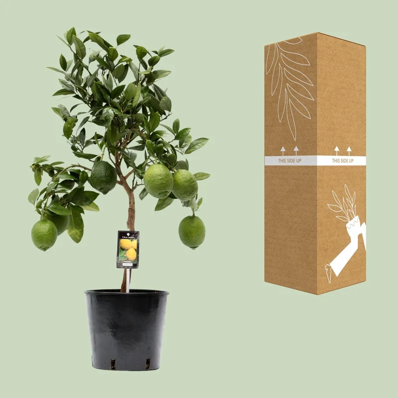 Zitronenbaum (Citrus lemon) – 35–80 cm