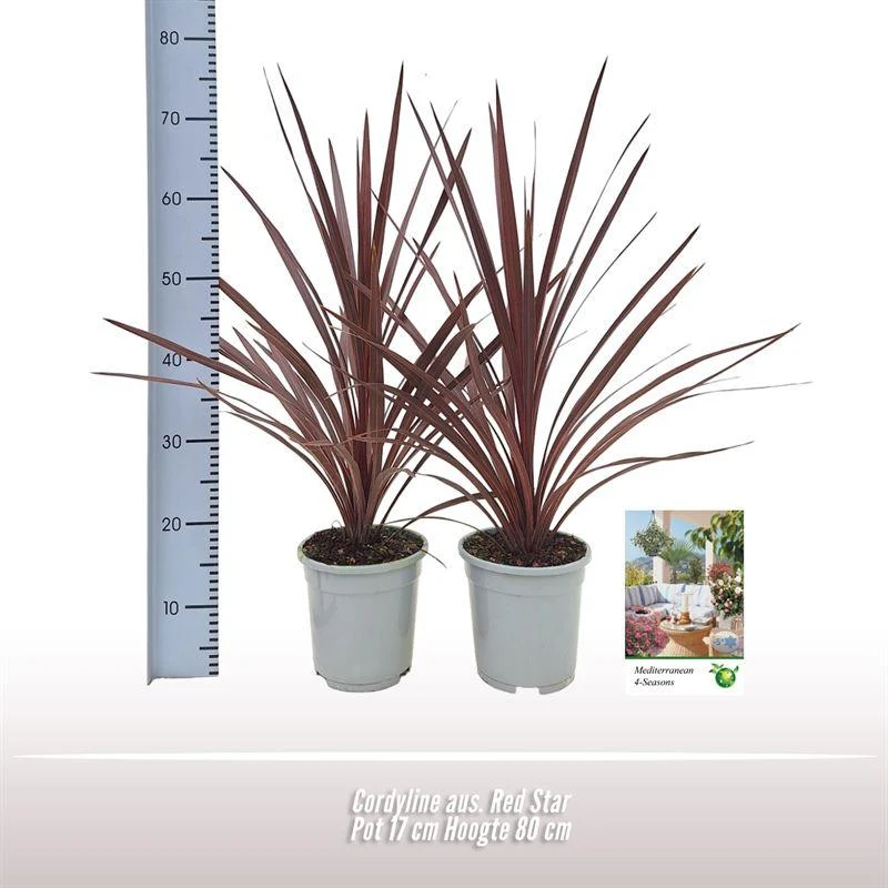 Cordyline australis 'Red Star' – 1 plant, pot 17 cm, hoogte ca. 80 cm