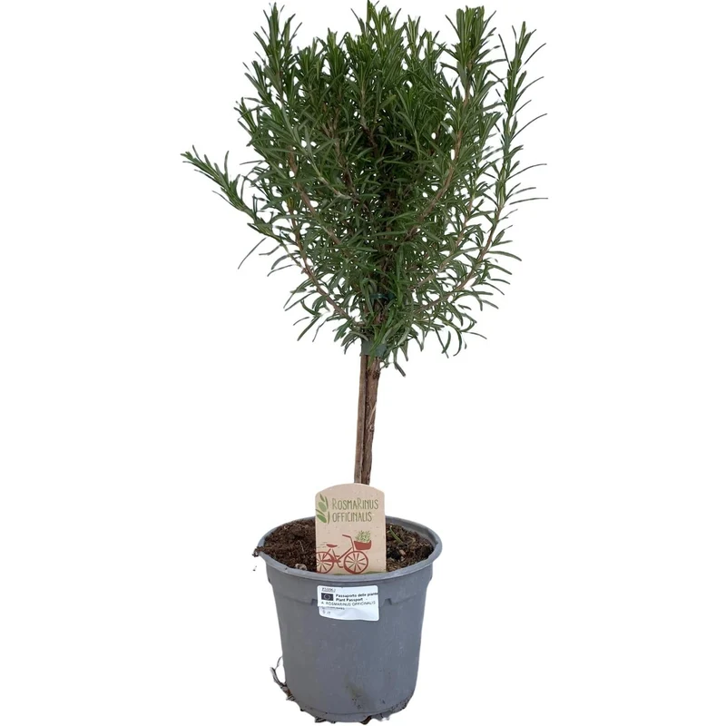 Rozemarijn “Op Stam” – Standaard rozemarijn, pot 14 cm, ca. 45 cm